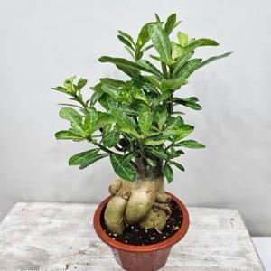 석화(사막의장미)대품 인삼벤자민모형 높이 30~50cm
