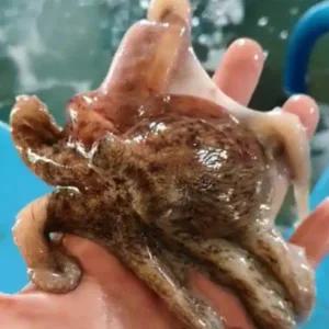 고흥 청정 돌문어 라면문어 소문어 급냉 1kg 4미~7미