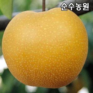 배나무 묘목, 화산 접목1년 뿌리묘 1개/유실수/과실수