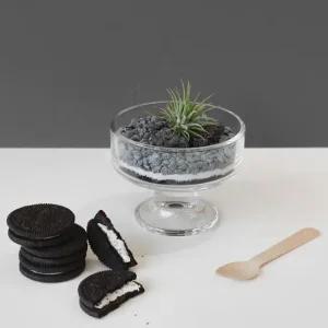 마이플랜트 쿠앤크 테라리움 DIY 반려식물 이오난사 키트