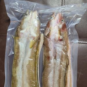 최상급 자연산 바다장어 생물기준 1 kg 완도산 국내산 붕장어 아나고 반건조 냉동상태임