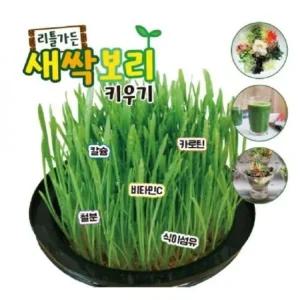 보리 가든 키우기 식물 1개 새싹 랜덤 리틀 세트 보리 (WFHU91T)