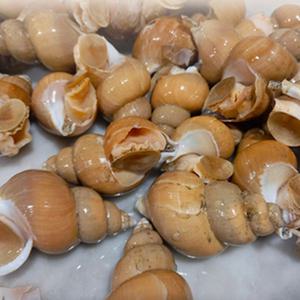 포항 자연산 생물 백골뱅이 1kg 백고동 생골뱅이 3대째 선주 당일조업
