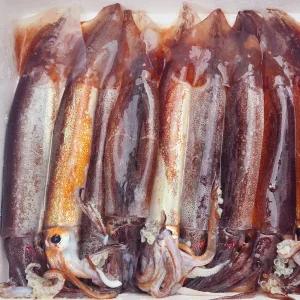 주문진 국내산 비손질 생물 오징어 큰사이즈 10마리 1.6kg 통오징어