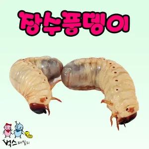 장수풍뎅이 유충 애벌레 암수 한쌍