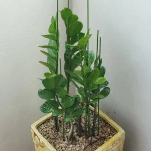 텃밭 화분 식물지지대 50cm 10P (WFJY21S)