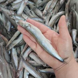 시사모 노르웨이 사랑해 열빙어 500g