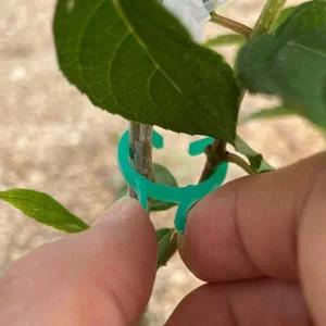 식물지지대 고정 나비 클립 소형 20P