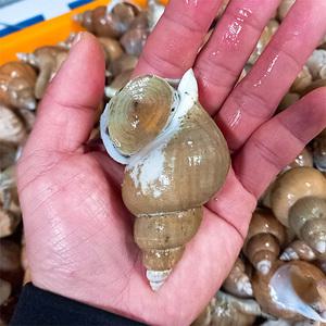 [롯데백화점]자연맛남 동해안 자연산 백골뱅이 1kg (중/30미내외/산소포장)