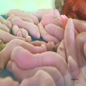 자연산 개불 10미 (비손질)