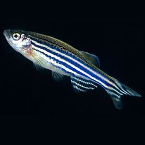 제브라 다니오 10마리