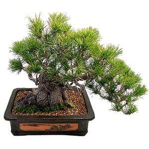 소나무분재3(SH_366) 진급 승진 개업선물 개원 소나무 도자기