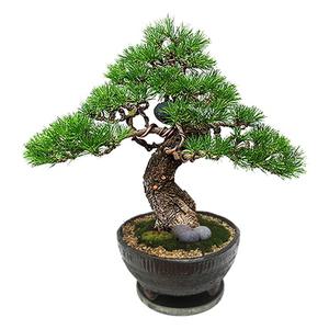 소나무분재1(SH_364) 진급 승진 개업선물 개원 소나무 도자기