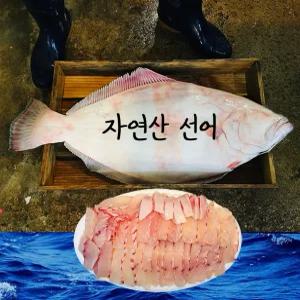 자연산 선어 생물 광어회/450g 내외