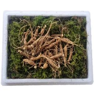 천생삼 산양산삼 못난이 파지삼 5-6년근 B급 50g(25-35뿌리) 산삼 산양삼 장뇌삼