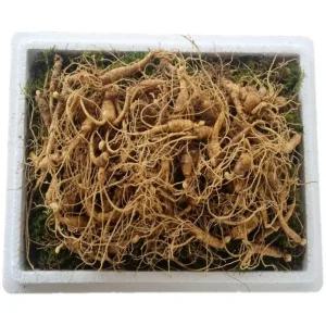 천생삼 산양산삼 못난이 파지삼 5-6년근 B급 200g(100-140뿌리) 산삼 산양삼 장뇌삼
