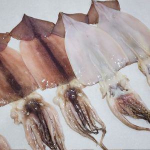 촉촉한 정품 반건조 오징어 왕특대 5미 1kg 내외