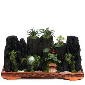 숯부작 [ FT0155 ] [공기정화식물/관엽식물/화분배달/개업화분추천/개업선물/