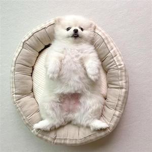 원형 숨숨집 도넛 강아지 고양이 방석 쿠션 단품 강아지집