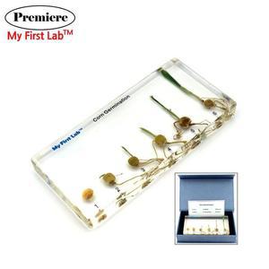 [JH8ORS28_52GP]성장표본 옥수수 자연 과학 학습 교구