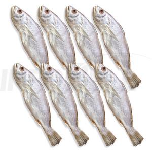 영광 법성포 서상인 장인 민어굴비 보양식 제수용 명품 반건조 손질 생선 찜 조림 구이 민어 굴비 8마리