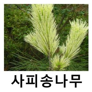 사피송나무 묘목 소나무 접목1년