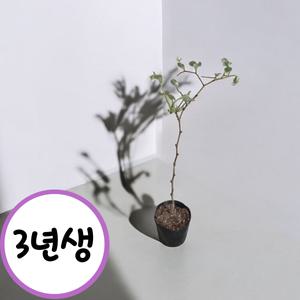 캠벨포도 3년생 분묘 결실주 포도나무 켐벨 유실수