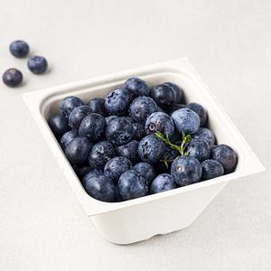 산지직송 아주마 무농약 인증 영동 대왕 블루베리 250g 2개