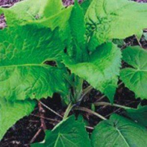 [HYD14K23_55]취나물 식물 나물 씨앗 품종 종자 1000립