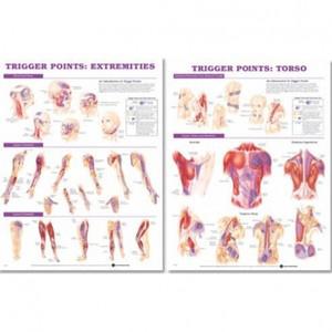 Anatomical 트리거차트(혈자리 표기/2장 1세트)