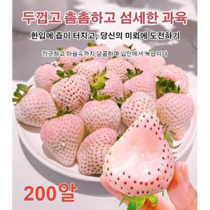 신데렐라딸기 하얀딸기 흰딸기 흰딸기 200알 / 딸기 씨앗 종자 과일 결과율 99%