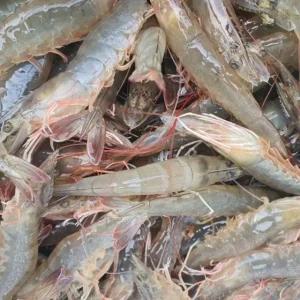 국내산 흰다리새우 1kg