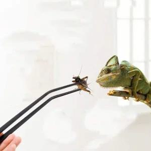 [골드스마일]사육핀셋 먹이 오물제거 먹이 사육 롱핀셋