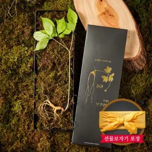 [명가천삼] 강원도 토종 산양삼 산양산삼 선물세트 5~6년근 (1뿌리)
