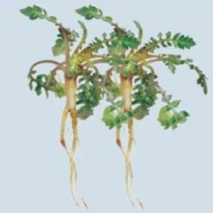 2만립 냉이나물씨앗 냉이채소종자 원예용냉이씨 산채 채소종자 (WFK0BLR)