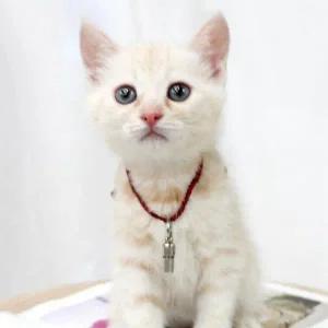 [콩심팥심]반려동물 강아지 고양이 인식표 분실방지 목걸이 5개입
