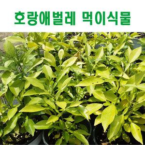 호랑나비 애벌레 먹이식물