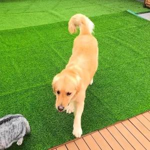 인조잔디 테라스 베란다 조경용 롤 매트 1M x 5M