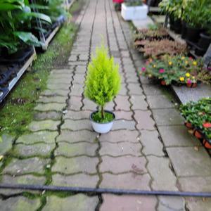 대박상품 율마 외목대 중품 40~60cm 75 인기 허브