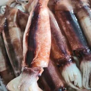 조업즉시 급냉 당일바리 제철 신진도 오징어 1kg (kg당 3-4미내외)