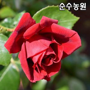 유럽사계덩굴장미 묘목, 심파시 개화주 포트 1개/넝쿨, 줄장미/꽃나무