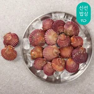 25년 통영에서 온 홍가리비 1kg (25-35미)