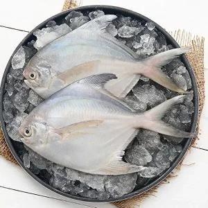 [T]요리조리 국내산 손질 세척 병어 대형 5미 (1미 220-260g)