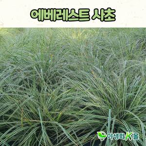 에베레스트사초(5치 포트)노지월동 그라스