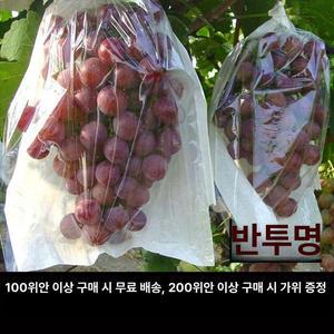 포도봉지 샤인머스캣 해충 조류 거봉 방지