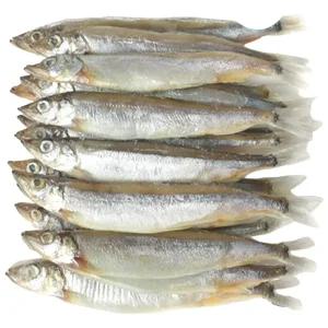 어부백서 시사모 800g