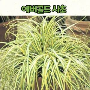 에버골드 사초(4치 포트)노지월동 그라스