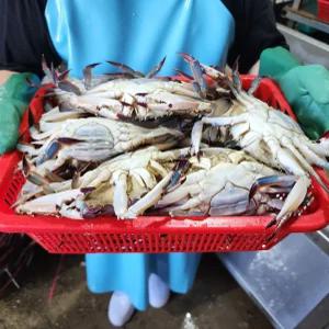 얼음포장 가을활꽃게2KG 8미내외 선도최고!! 태안 신진도