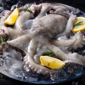 제수용 활 돌문어 1kg(1미) /얼음포장/GJ