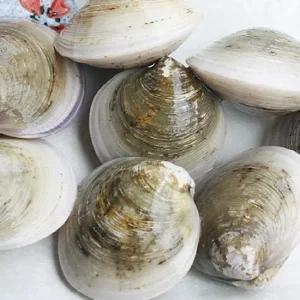 활 모시조개 1kg